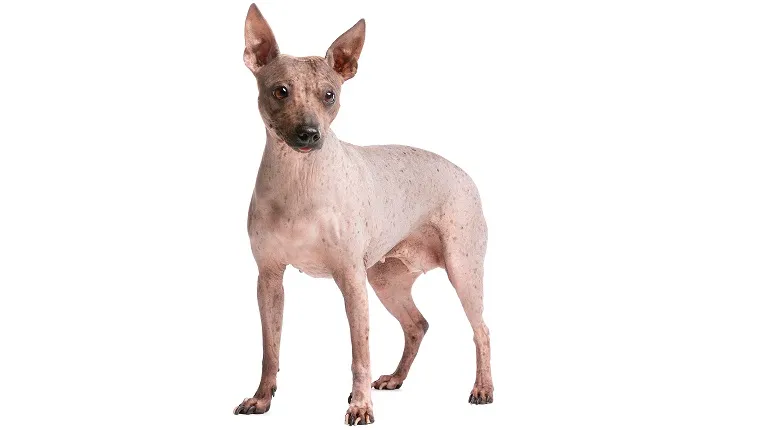 where do hairless dogs come from