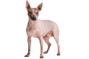 American Hairless Terrier in front of a white background