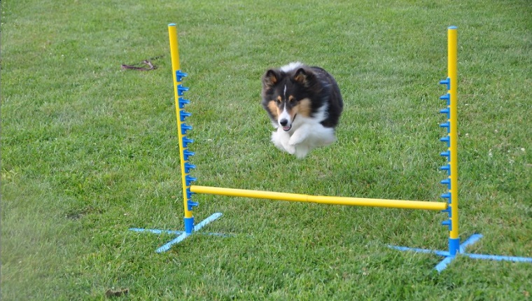 dog hurdle