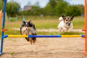 Two dogs are on the agility field.