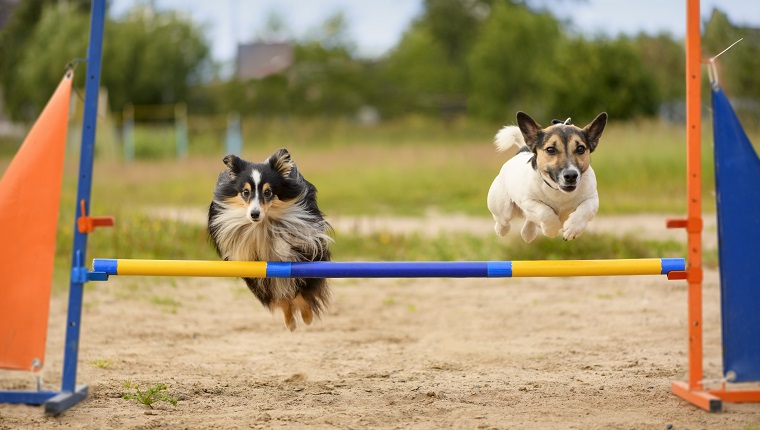 https://dogtime.com/wp-content/uploads/sites/12/2020/04/at-home-agility-course-dogs-6.jpg?w=760