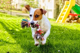 Jack RussellTerrier running in the garden with a toy in her mouth.