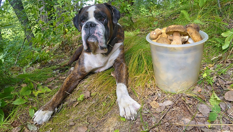 Boxer dog in the forest with mushrooms. Boletus edulis season.