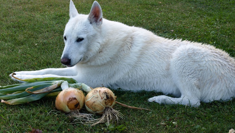 what happens if a dog eats some onions