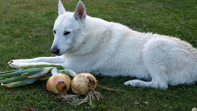 Onion safe for dogs best sale