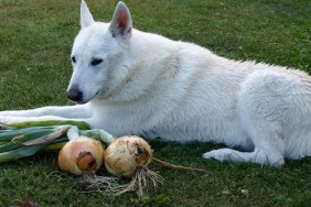 White husky dog guarding fresh autumn harvest