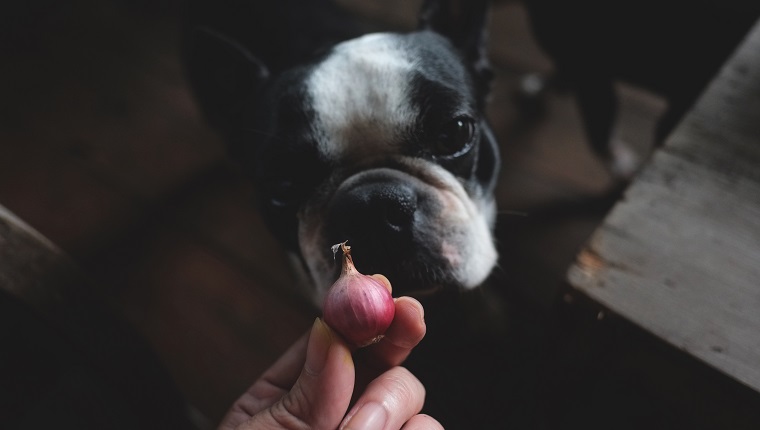 boston terrier look at red onion which is a forbidden food for dog