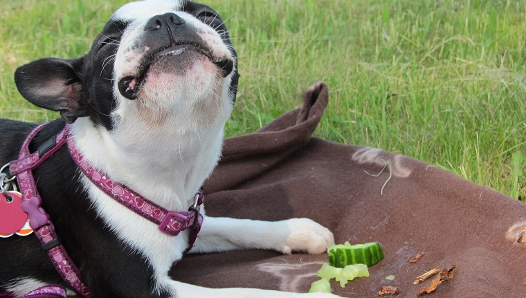 Cute Boston Terrier puppy enjoying cucumber