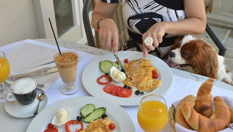 Woman having rich, delicious breakfast while her dog - Cavalier King Charles Spaniel - looking at fresh and savory buns