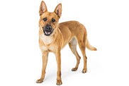Carolina Dog crossbreed standing on white with happy smiling expression looking forward
