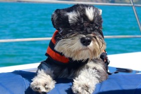 A beautiful schnauzer on a yacht chasing dolphins