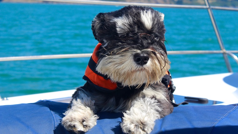 A beautiful schnauzer on a yacht chasing dolphins