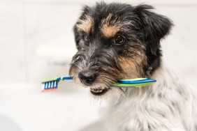 Dog sits with toothbrush in bathroom sink - Jack Russell Terrier