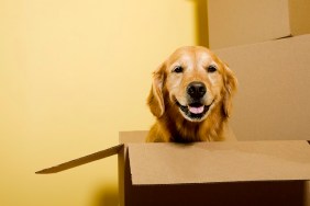 A five year old happy Golden Retriever sitting in a moving box, with other boxes stacked against the wall. "Dutchess"