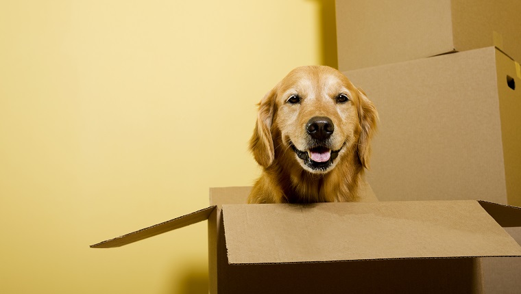 A five year old happy Golden Retriever sitting in a moving box, with other boxes stacked against the wall. "Dutchess"