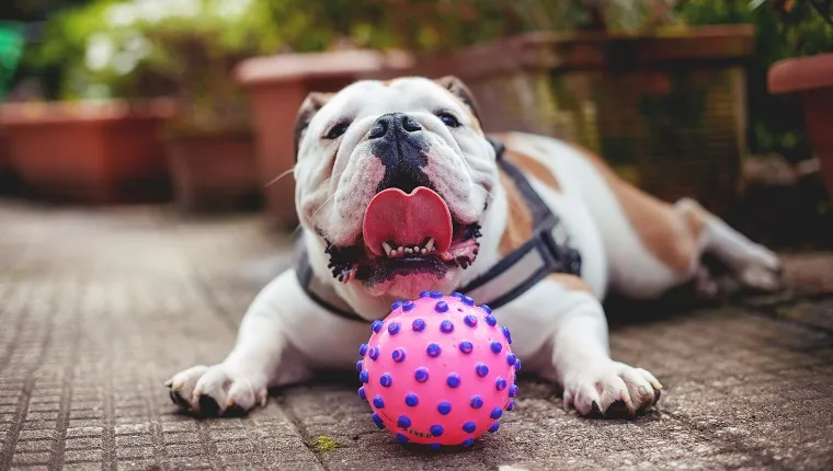 Best toys for hot sale english bulldog puppies