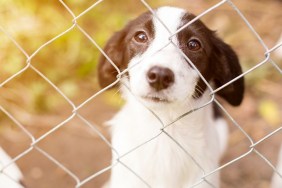 Homeless dog behind bars in an animal shelter.