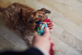 Puppy and owner playing tugging on rope toy