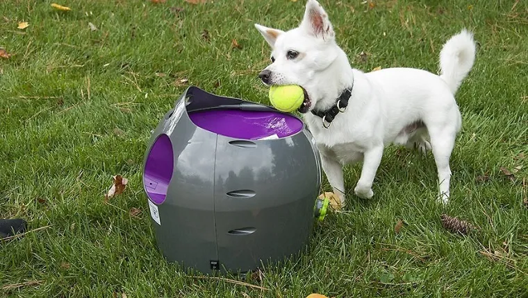 dog ball launcher toy