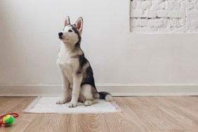 Portrait of adorable Siberian Husky puppy sitting on diaper.