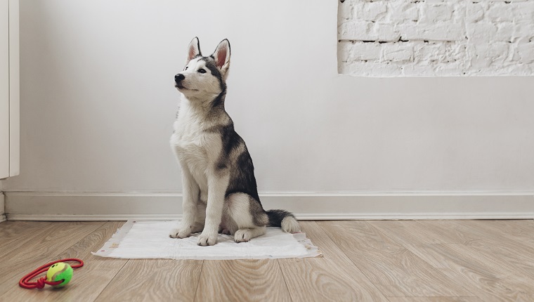 Portrait of adorable Siberian Husky puppy sitting on diaper.