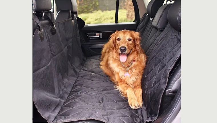 dog on car seat cover