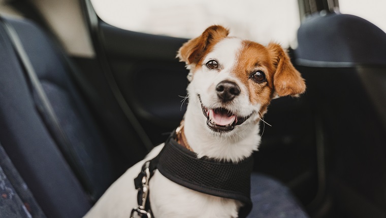cute small jack russell dog in a car wearing a safe harness and seat belt. Ready to travel. Traveling with pets concept