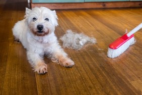 Dog moulting and shedding hair: broom sweeping fur from west highland white terrier indoors, with copy space