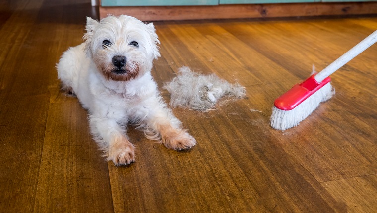 Extendable Pet Hair Removal Broom – Pet PAWtrol