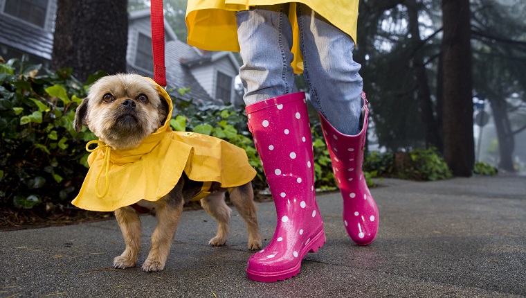 Girl in pink poke a dotted rain boats and yellow rain jacked is walking her dog that is wearing a yellow rain coat.