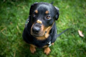 A rottweiler is waiting patiently to eat a snack from off its nose