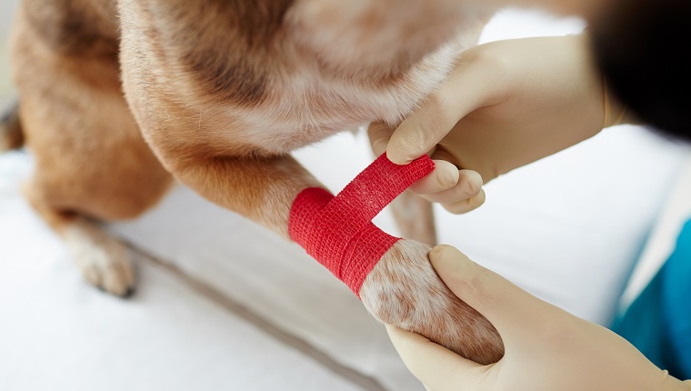 Overview of dog paw and gloved hands of doctor putting red bandage around