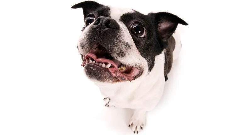 what is a boston terrier mixed with