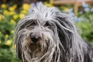 A Bergamasco Sheepdog in the spring flowers.