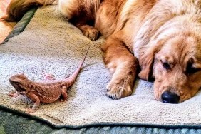 A bearded dragon and her best friend sharing a bed