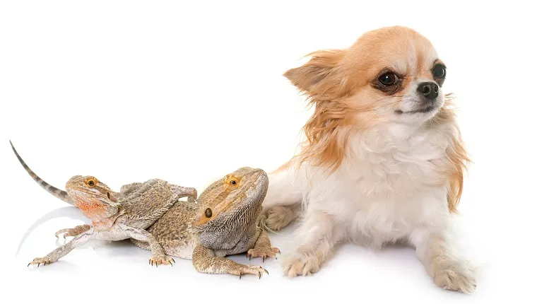 Pogona vitticeps and chihuahua in front of white background