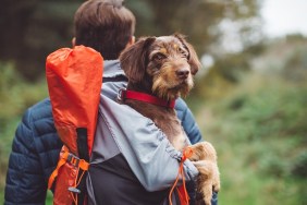 Young man walking in the woods with their dog. Carrying a dog in a backpack on his back. They are happy and joyful. Enjoying a beautiful autumn day in the mountain forest.
