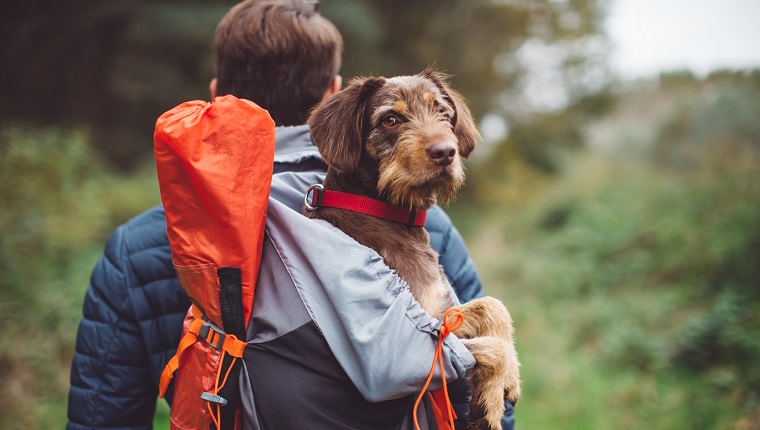 Young man walking in the woods with their dog. Carrying a dog in a backpack on his back. They are happy and joyful. Enjoying a beautiful autumn day in the mountain forest.