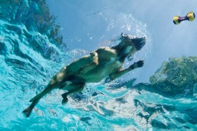 Boxer dog swimming after toy in pool, underwater view