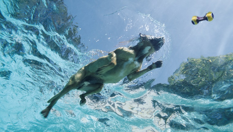 Boxer dog swimming after toy in pool, underwater view