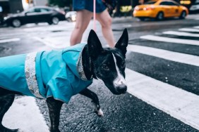 Pet dog on New York City street, after a heavy rain shower in July.
