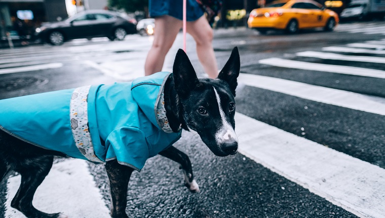 Pet dog on New York City street, after a heavy rain shower in July.