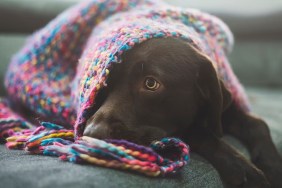 Chocolate Labrador covered by blanket