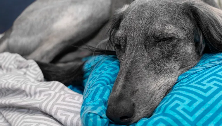 tired gray greyhound sleeping on a blue pillow and white sheet. close-up. A pacified expression of the muzzle.