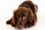 Purebred brown longhaired pointer dog isolated on white background in studio.