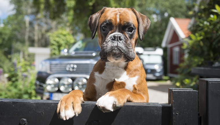 Portrait of boxer dog