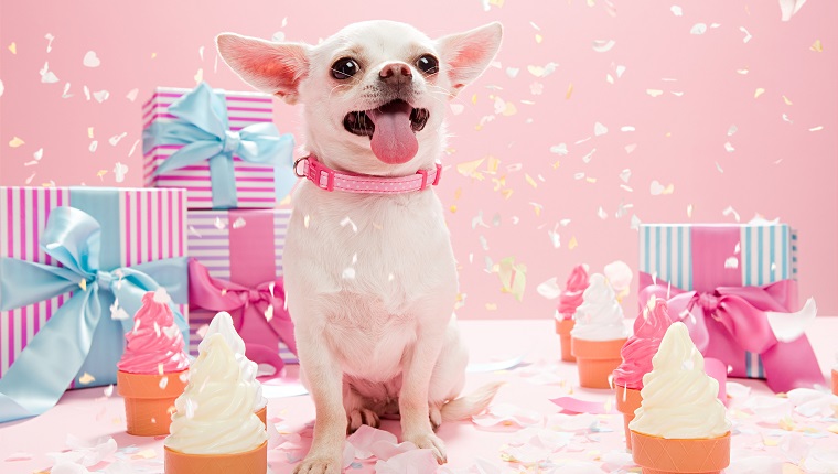 National Chihuahua Appreciation Day: 5 Gifts That Your Chihuahua Will ...