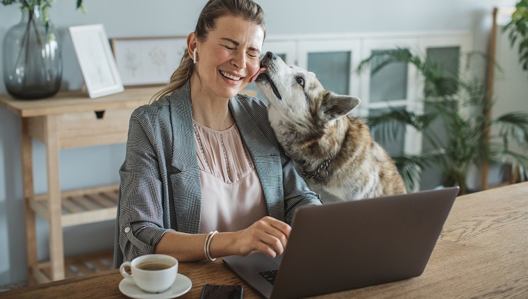 How to Keep Your Dog Entertained When You're Working From Home
