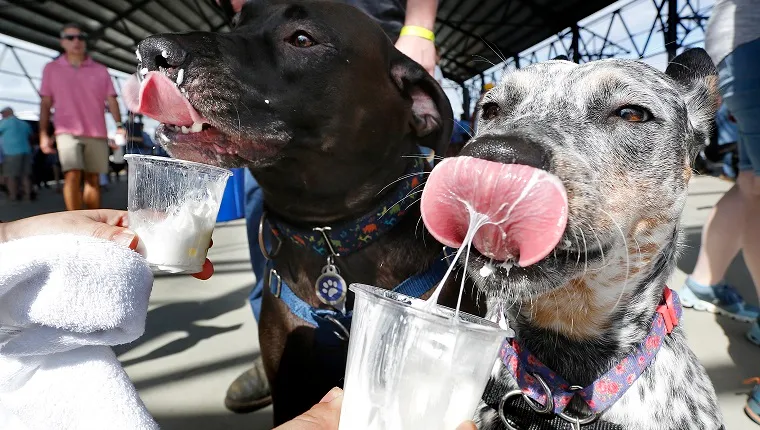 PORTLAND, ME - AUGUST 24: Dakota, a one-year-old Blue Heeler, right, and Ruger, a three-year-old Chocolate Lab, get a whipped cream treat from their owner Destiney Kennie of Baldwin at Ales for Tails event at Thompson's Point, a fundraiser for Animal Refuge League of Greater Portland.