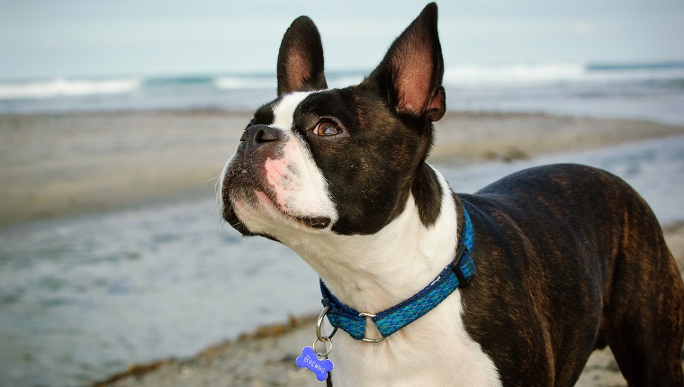 Stylish dog outlet collars